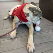 Thumbnail photo of Maya #2