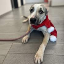 Thumbnail photo of Maya #3