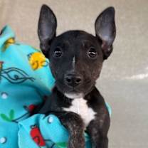 Thumbnail photo of Aang #1