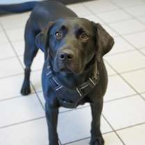 Thumbnail photo of Astro #1