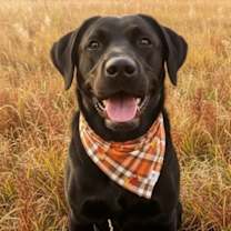 Thumbnail photo of Astro #2