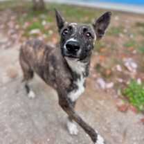 Thumbnail photo of Kahlo #2