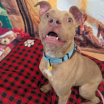 Thumbnail photo of Marv II 47 #1