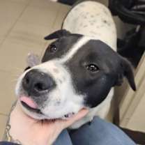 Thumbnail photo of Poe #2