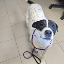 Thumbnail photo of Poe #3