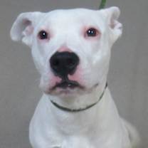 Thumbnail photo of Adoptable Krypto #2