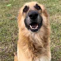 Thumbnail photo of FLUFFY #1