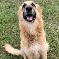 Thumbnail photo of FLUFFY #2