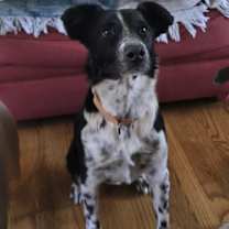 Thumbnail photo of Crockett #1