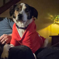 Thumbnail photo of Missy #1