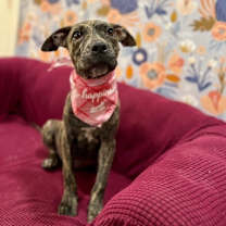 Thumbnail photo of Elizabeth Santa Fe #4