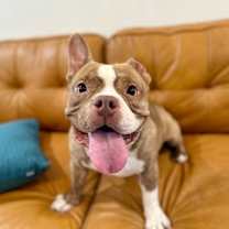 Thumbnail photo of Vinnie Van Gogh a True Work of Art #1