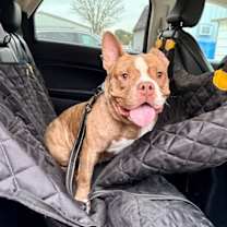 Thumbnail photo of Vinnie Van Gogh a True Work of Art #3