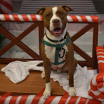 Thumbnail photo of Jax #1