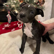 Thumbnail photo of 925 (2025) Willow #1