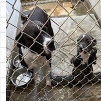 Thumbnail photo of 925 (2025) Willow #2