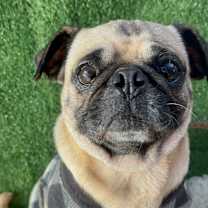 Thumbnail photo of Gordo #1