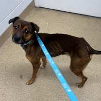 Thumbnail photo of Malla #2