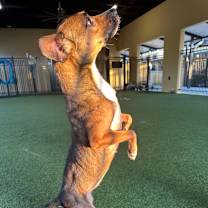 Thumbnail photo of Malla #3