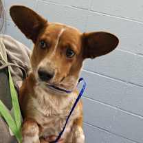 Thumbnail photo of StellaLuna #2