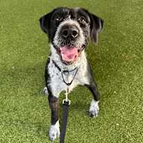 Thumbnail photo of Dixie #3