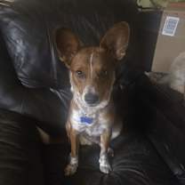 Thumbnail photo of StellaLuna #3