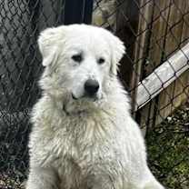 Thumbnail photo of Vanilla #1