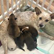 Thumbnail photo of MEGGIE #2