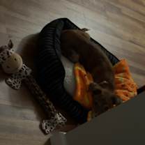 Thumbnail photo of Roxie #3