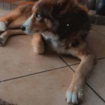 Thumbnail photo of Lobo #1