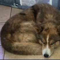 Thumbnail photo of Lobo #2