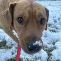 Thumbnail photo of Ruby #2