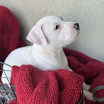 Thumbnail photo of Berry Pup - Tayberry #3