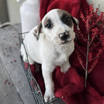 Thumbnail photo of Berry Pup - Gojiberry #3