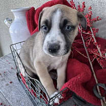 Thumbnail photo of Berry Pup - Cloudberry #3