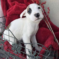 Thumbnail photo of Berry Pup - Chokeberry #1