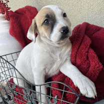 Thumbnail photo of Berry Pup - Dewberry #1