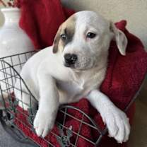 Thumbnail photo of Berry Pup - Dewberry #2