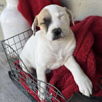 Thumbnail photo of Berry Pup - Dewberry #3