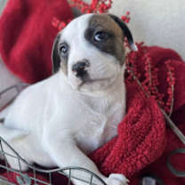 Thumbnail photo of Berry Pup - Jostaberry #2