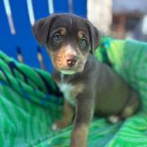 Thumbnail photo of Shelby Oct 25 - A Zaire Pup #2