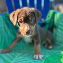 Thumbnail photo of Shelby Oct 25 - A Zaire Pup #3