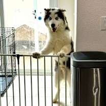 Thumbnail photo of Lobo #1