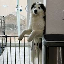 Thumbnail photo of Lobo #2