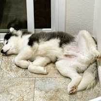 Thumbnail photo of Lobo #3