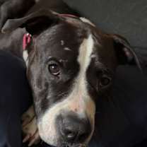 Thumbnail photo of Cora #2