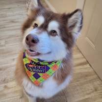 Thumbnail photo of Lola #1