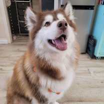 Thumbnail photo of Lola #2