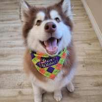 Thumbnail photo of Lola #4