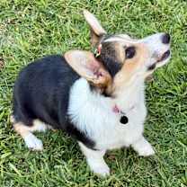 Thumbnail photo of Baylee #1